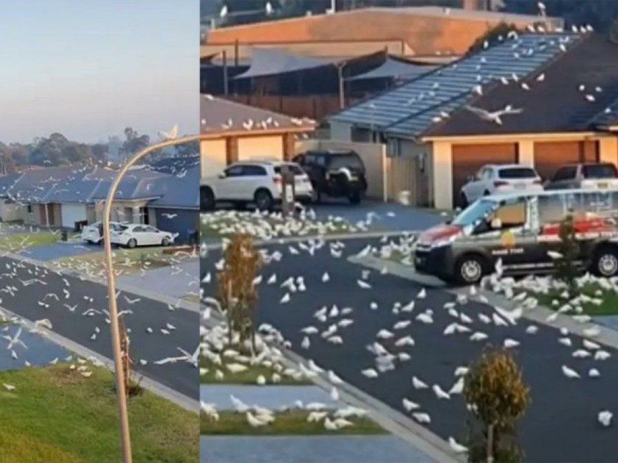 Un suburbio de Australia atardeció con miles de cacatúas en las calles.&nbsp;