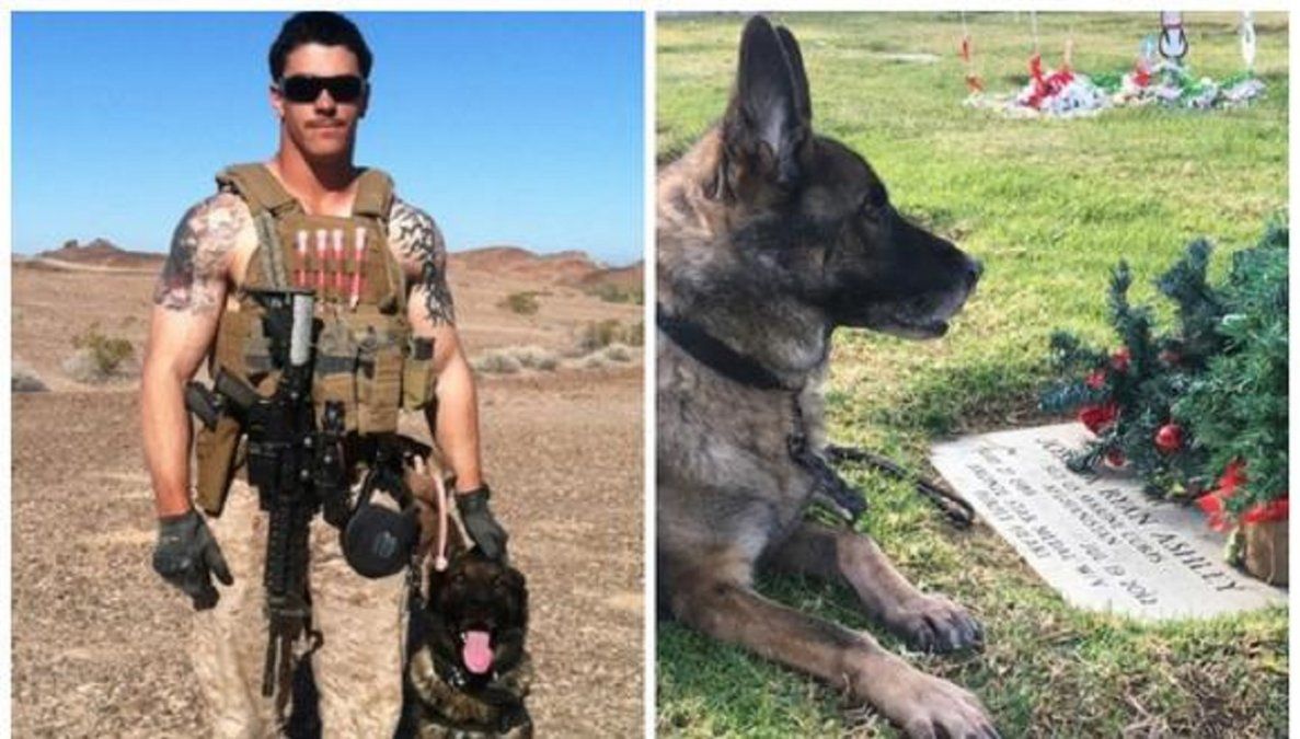 La emocionante historia de una mamá que adoptó al perro de su hijo militar muerto en la guerra.