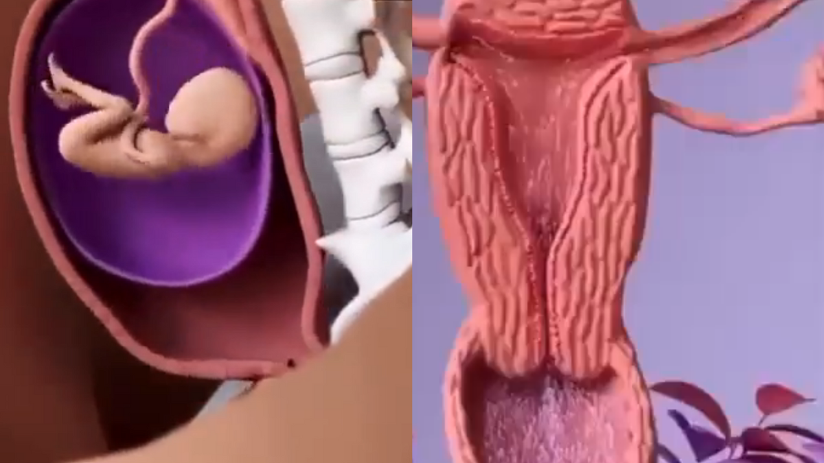 El video animado muestra paso a paso cómo se concibe un bebé y todo el proceso de la gestación
