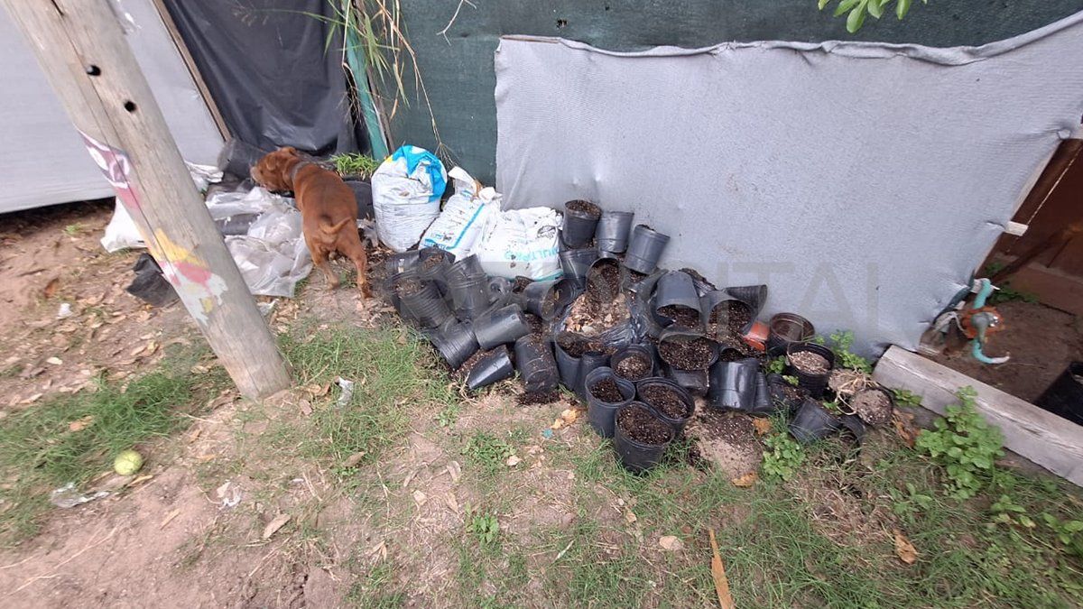 Así se encontraba el interior del invernadero cuando la policía allanó la vivienda. Así se encontraba el interior del invernadero cuando la policía allanó la vivienda.