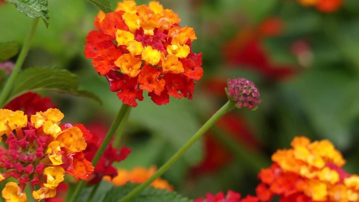 Lantana: flores intensas, aroma agradable y atracción para mariposas y colibríes. Lantana: flores intensas, aroma agradable y atracción para mariposas y colibríes.