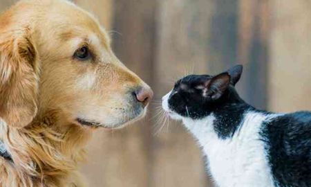 Los estudios hasta el momento realizados y que tuvieron como objeto a animales domésticos arrojaron resultados que pueden llegar a colaborar a descifrar el genoma del coronavirus. Los estudios hasta el momento realizados y que tuvieron como objeto a animales domésticos arrojaron resultados que pueden llegar a colaborar a descifrar el genoma del coronavirus.