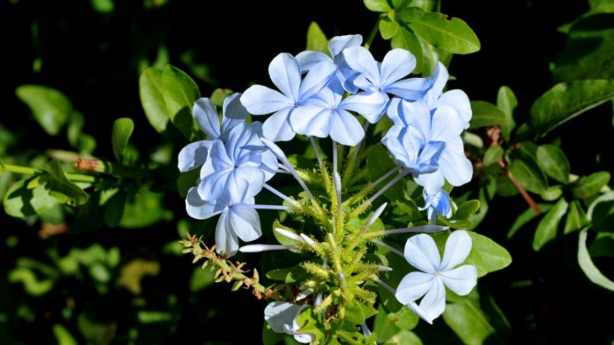Entre las plantas que desaf&iacute;an el calor, el plumbago ocupa un lugar destacado por su color suave y su capacidad de florecer incluso en los d&iacute;as m&aacute;s calurosos.
