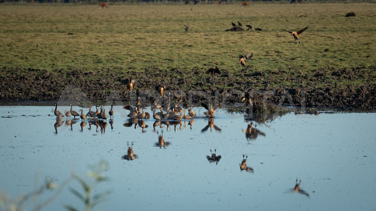 Los escasos espejos de agua que quedan por la sequía generan una gran concentración de la fauna.