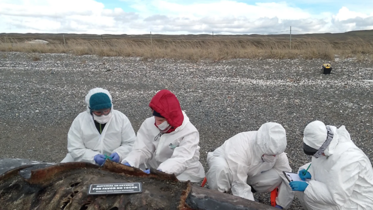 Investigadores del Conicet analizan las causas detrás de la muerte masiva de orcas en Tierra del Fuego.