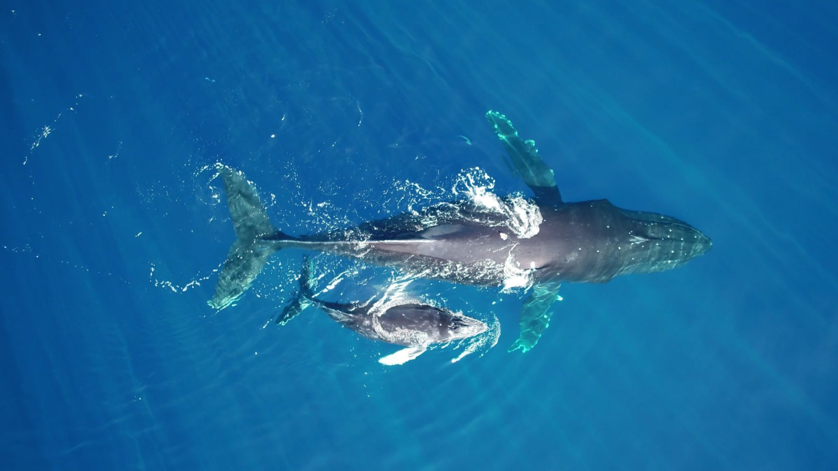 Los científicos rastrean las colas de las ballenas, que funcionan como huellas dactilares únicas. Los científicos rastrean las colas de las ballenas, que funcionan como huellas dactilares únicas.