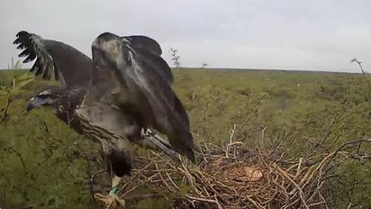Los primeros aleteos del pichón de águila coronada ya se pueden ver en vivo