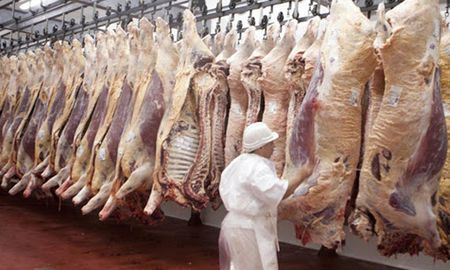 En noviembre, las ventas hacia China fueron un récord desde que se abrió el mercado, orillando 54 mil toneladas peso producto, dentro de las cuales, casi 10 mil toneladas fueron carnes congeladas con hueso. En noviembre, las ventas hacia China fueron un récord desde que se abrió el mercado, orillando 54 mil toneladas peso producto, dentro de las cuales, casi 10 mil toneladas fueron carnes congeladas con hueso.