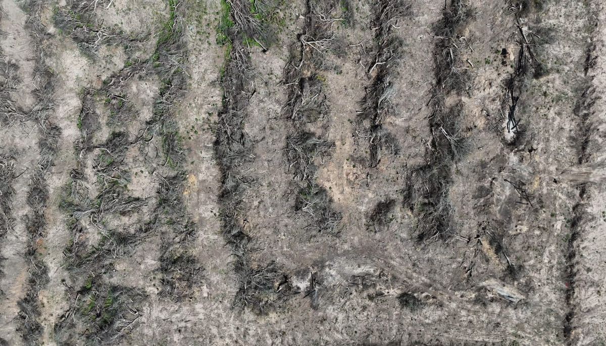 Los productores deben presentar un plan de manejo forestal ante el Ministerio de Ambiente. Imagen ilustrativa. Los productores deben presentar un plan de manejo forestal ante el Ministerio de Ambiente. Imagen ilustrativa.