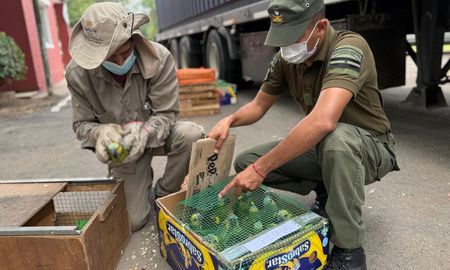 En el operativo en la Ruta Nacional 34, en territorio de Santa Fe, se rescataron 219 loros habladores y cientos de ejemplares de otras especies. En el operativo en la Ruta Nacional 34, en territorio de Santa Fe, se rescataron 219 loros habladores y cientos de ejemplares de otras especies.