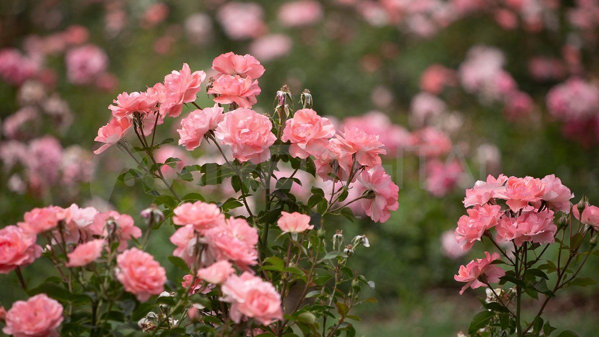 El rosedal es uno de los espacios más característicos del Parque de la Independencia.