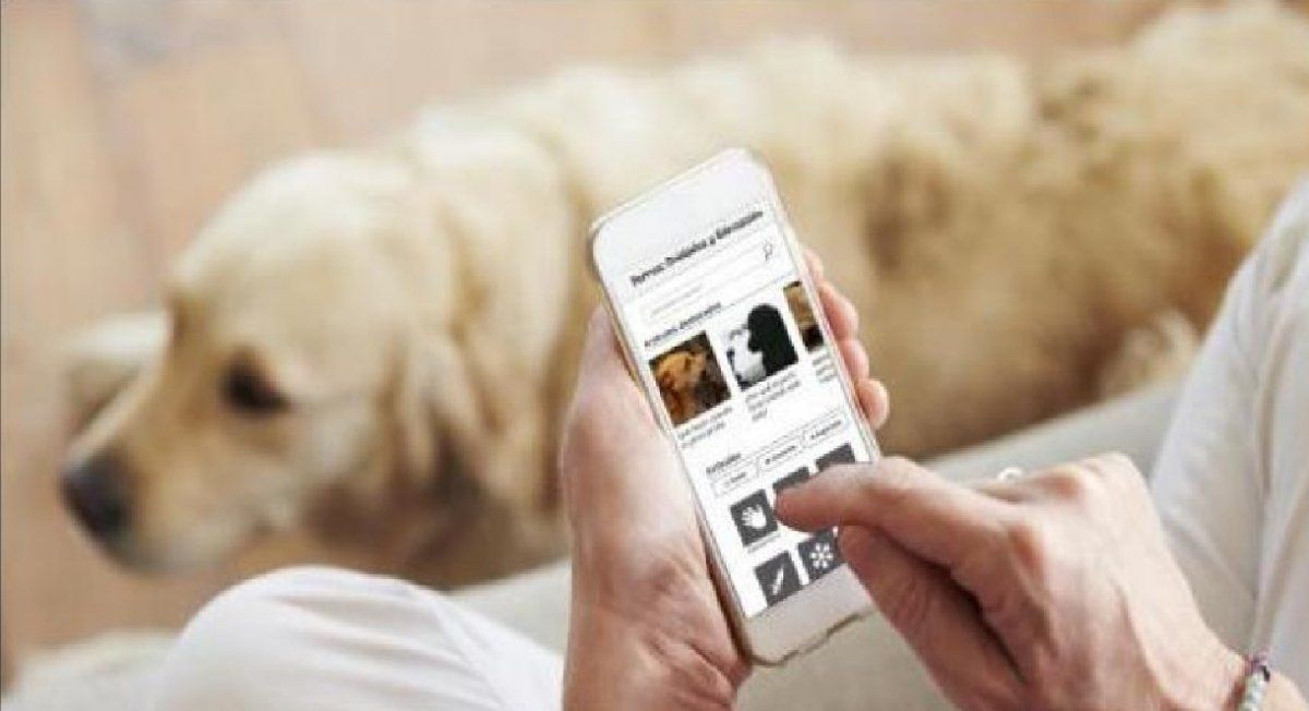 Creó una app para salvar a mascotas perdidas y lucha por un sueño: No quiero más animales en la calle