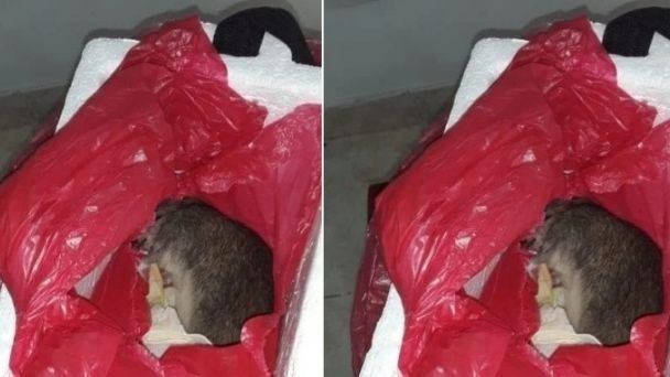 “Cuando desamarramos las bolsas, había una totalmente sellada, ahí había una rata como el tamaño de una zarigüeya y también había unos guantes quirúrgicos", aseveró el padre y agregó que estaba sellada con todos los datos de la bebé.