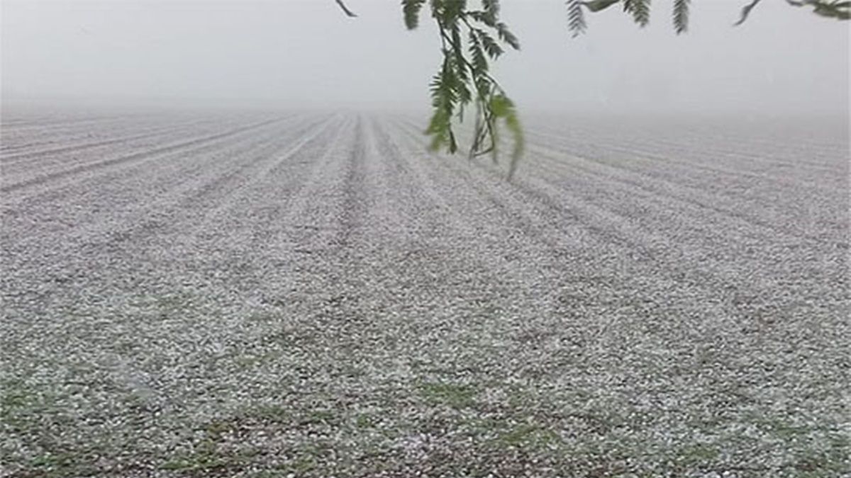 El productor santiagueño Nicolás Baradel compartió con el portal AgroPerfiles&nbsp;fotos de cómo se veía su campo de algodón inmediatamente después de la caída de granizo.