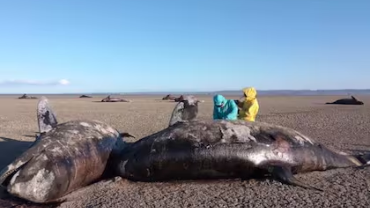 La Bahía de San Sebastián, escenario de un hallazgo alarmante que involucra a 26 orcas muertas. La Bahía de San Sebastián, escenario de un hallazgo alarmante que involucra a 26 orcas muertas.