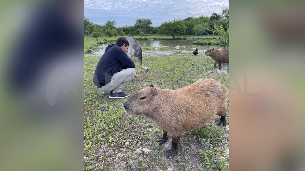 Los animales fueron alimentados por vecinos tras la detención del encargado de la granja