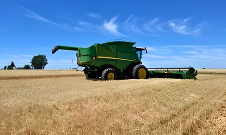 cosecha de trigo en santa fe: comenzo con muy buenos rindes pero alta humedad en los granos cosecha de trigo en santa fe: comenzo con muy buenos rindes pero alta humedad en los granos