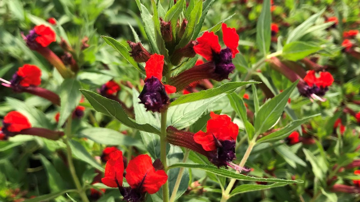 La Cuphea sorprende con sus flores de forma única y color intenso.