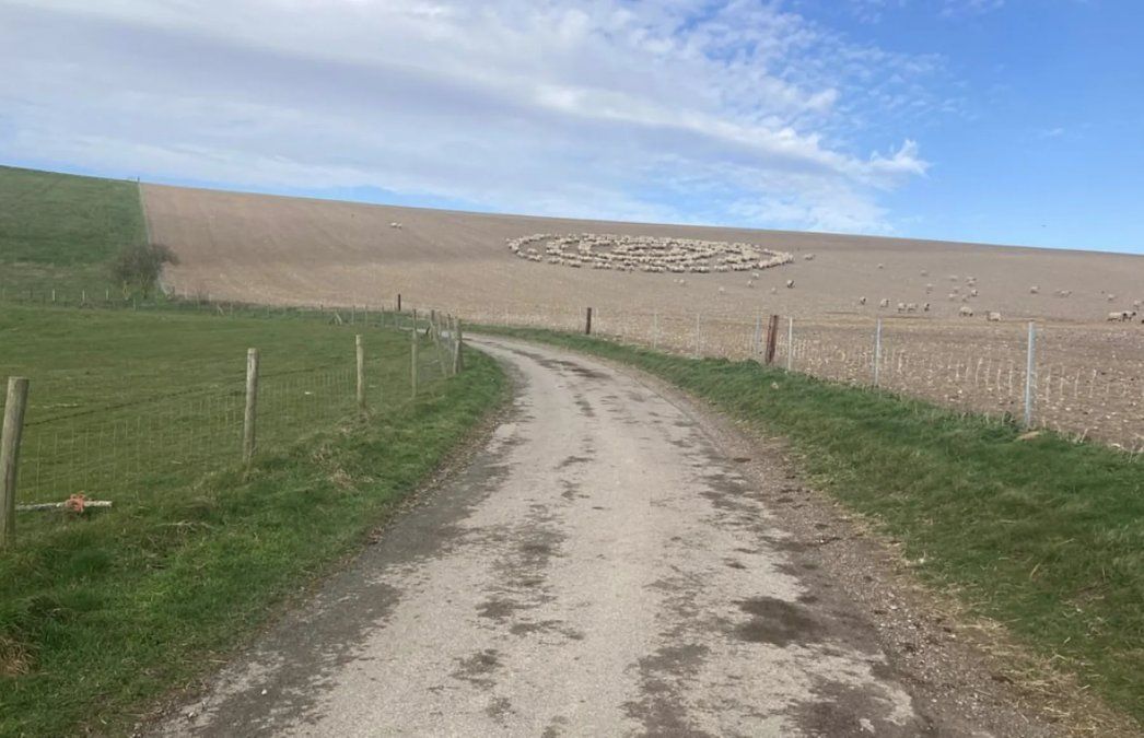 Las ovejas reunidas en medio del campo forman un círculo extraño (Gentileza Jam Press).