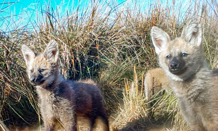 Cachorros de aguará guazú. Cachorros de aguará guazú.