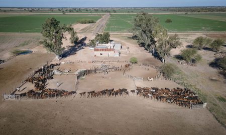 ganaderia: se alinean los planetas y los productores compran o alquilan campos ganaderia: se alinean los planetas y los productores compran o alquilan campos