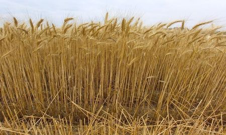 “El trigo vuelve a posicionarse como una pieza fundamental”, advierten desde el informe. “El trigo vuelve a posicionarse como una pieza fundamental”, advierten desde el informe.