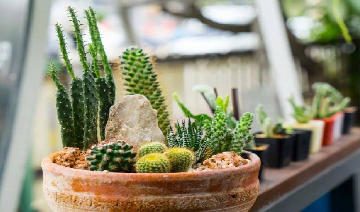 Las espinas del cactus rompen con el flujo de energía positiva