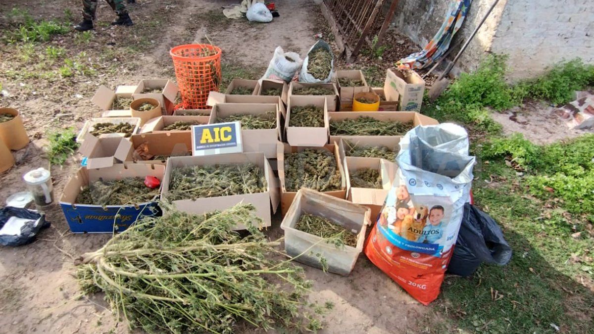 Los cogollos de marihuana estaban dentro de cajas.