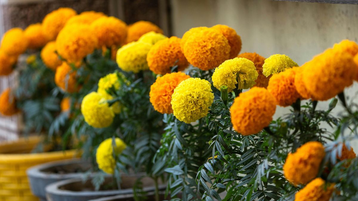  Los Tagetes destacan por sus flores en tonos amarillos, naranjas, rojos y cobrizos. Los Tagetes destacan por sus flores en tonos amarillos, naranjas, rojos y cobrizos.