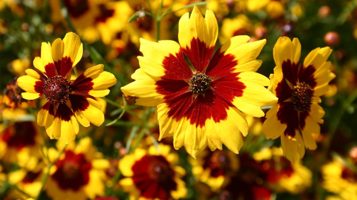 Coreopsis: flores vibrantes y fáciles de mantener todo el año. Coreopsis: flores vibrantes y fáciles de mantener todo el año. 