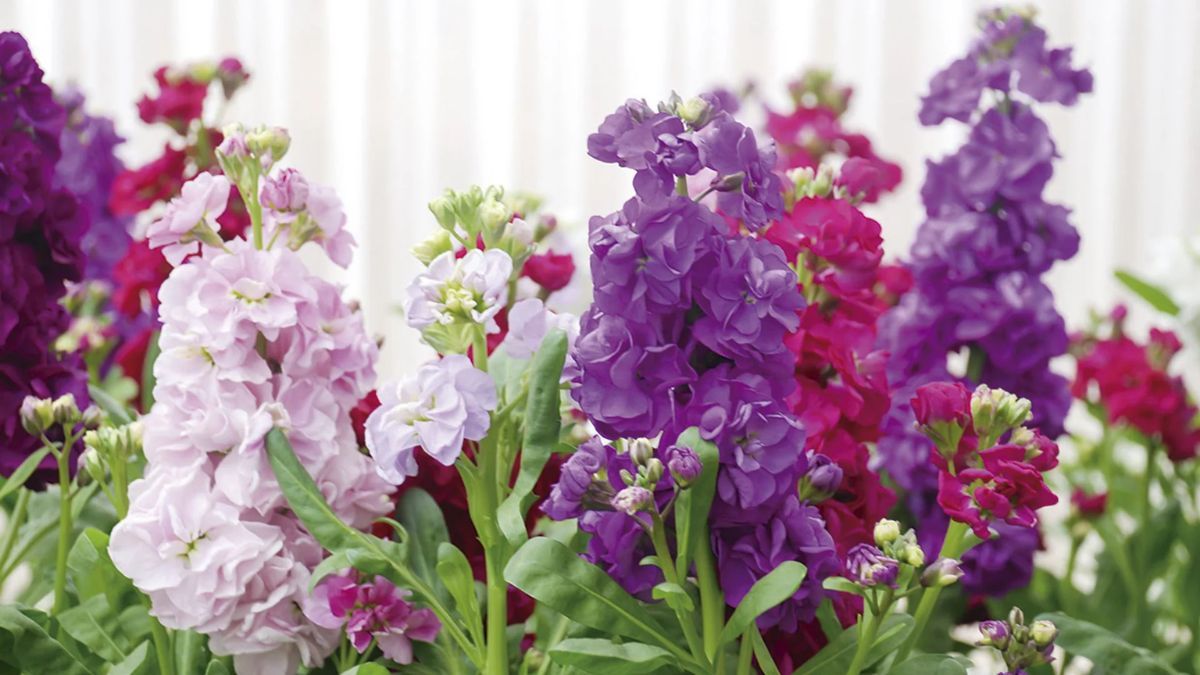El alhelí perfuma el jardín y soporta las bajas temperaturas durante todo el invierno. El alhelí perfuma el jardín y soporta las bajas temperaturas durante todo el invierno.