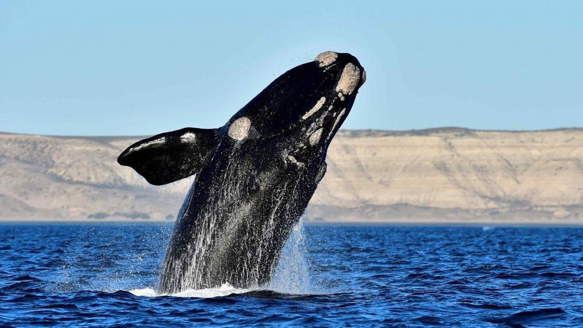 Misterio en Chubut: ya son 10 las ballenas muertas en las costas de la ...
