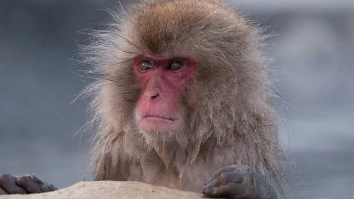 Mataron a uno de los monos pertenecientes a la temible banda que aterroriza a Japón
