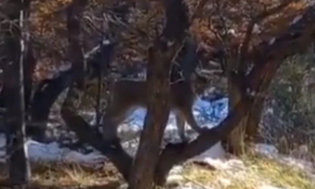 Una familia de Córdoba vivió momentos de terror en El Chaltén al encontrarse con un puma. Una familia de Córdoba vivió momentos de terror en El Chaltén al encontrarse con un puma.