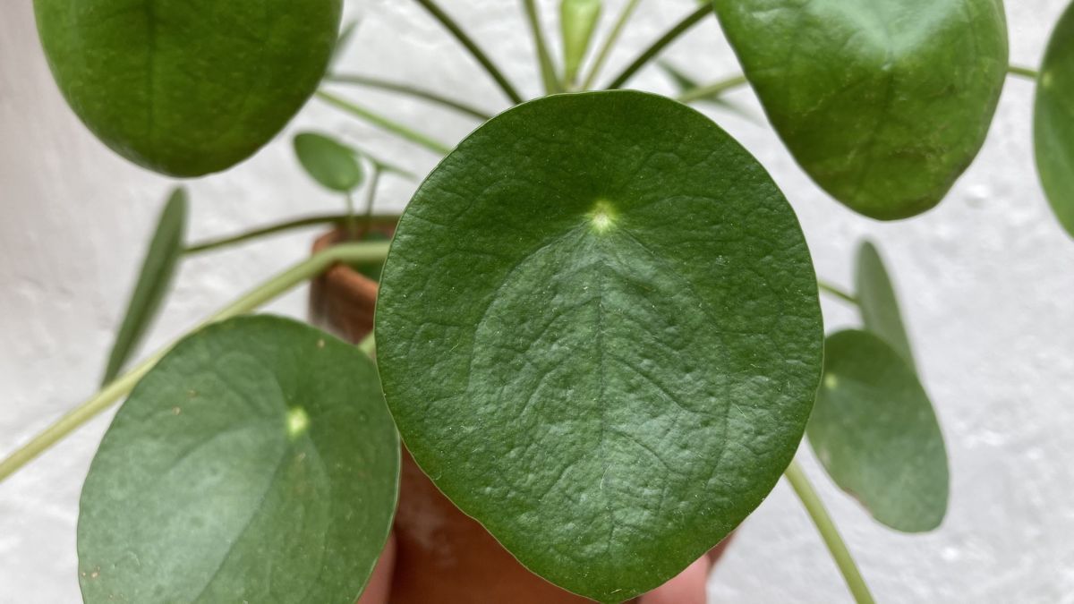 Por la forma circular de sus hojas, esta planta de origen chino recibe nombres populares como "planta OVNI" o "planta misionera". Por la forma circular de sus hojas, esta planta de origen chino recibe nombres populares como "planta OVNI" o "planta misionera".