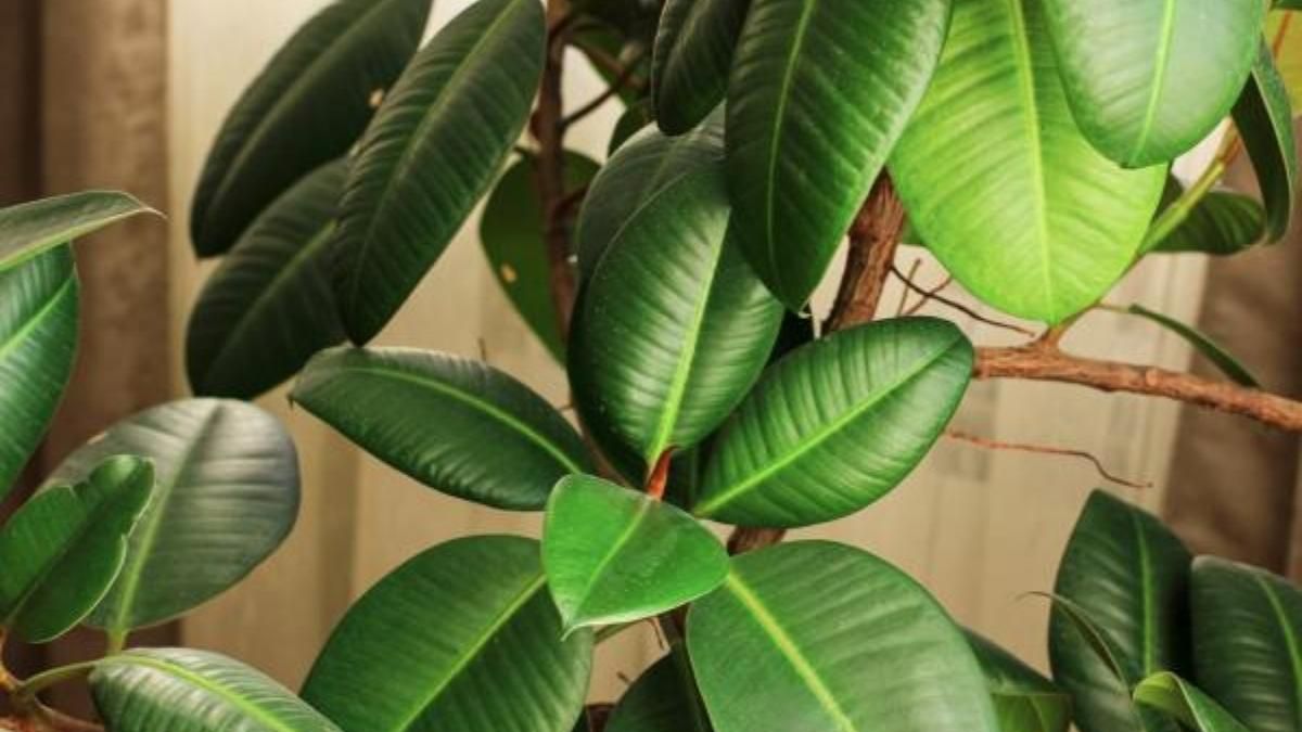 La ficus el&aacute;stica es una planta con hojas brillantes y porte elegante, por lo que es muy popular para decoraci&oacute;n.&nbsp;