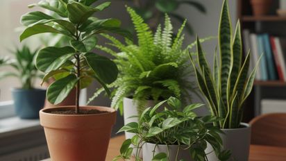 La planta que repele malas energías y prospera en espacios muy pequeños