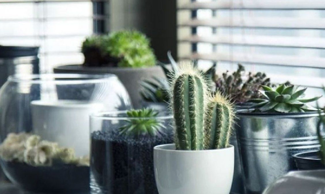 5 plantas con la capacidad de absorber la humedad en la casa