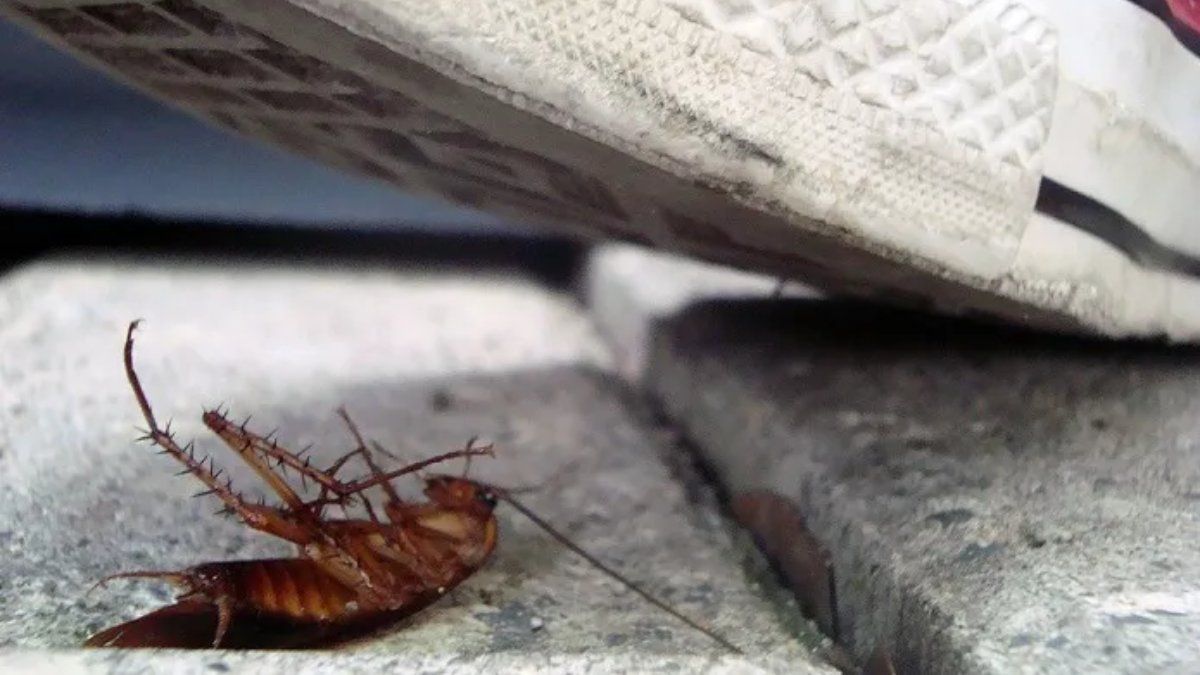 Recuerda que cuando este animal muere