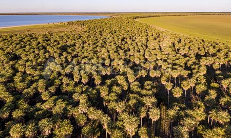 La laguna El Palmar está ubicada 40 kilómetros al oeste de Margarita, en el norte santafesino. La laguna El Palmar está ubicada 40 kilómetros al oeste de Margarita, en el norte santafesino.