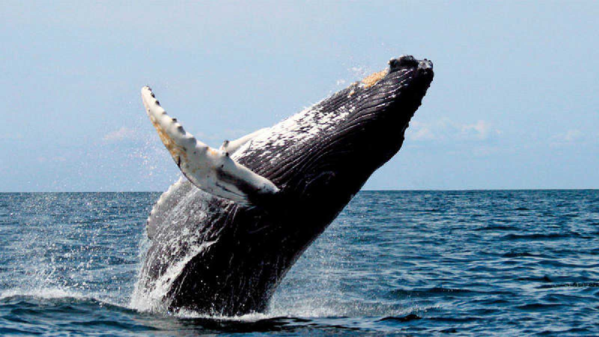 la-ballena-franca-austral-mantiene-saludable-los-oceanos-estas-razones