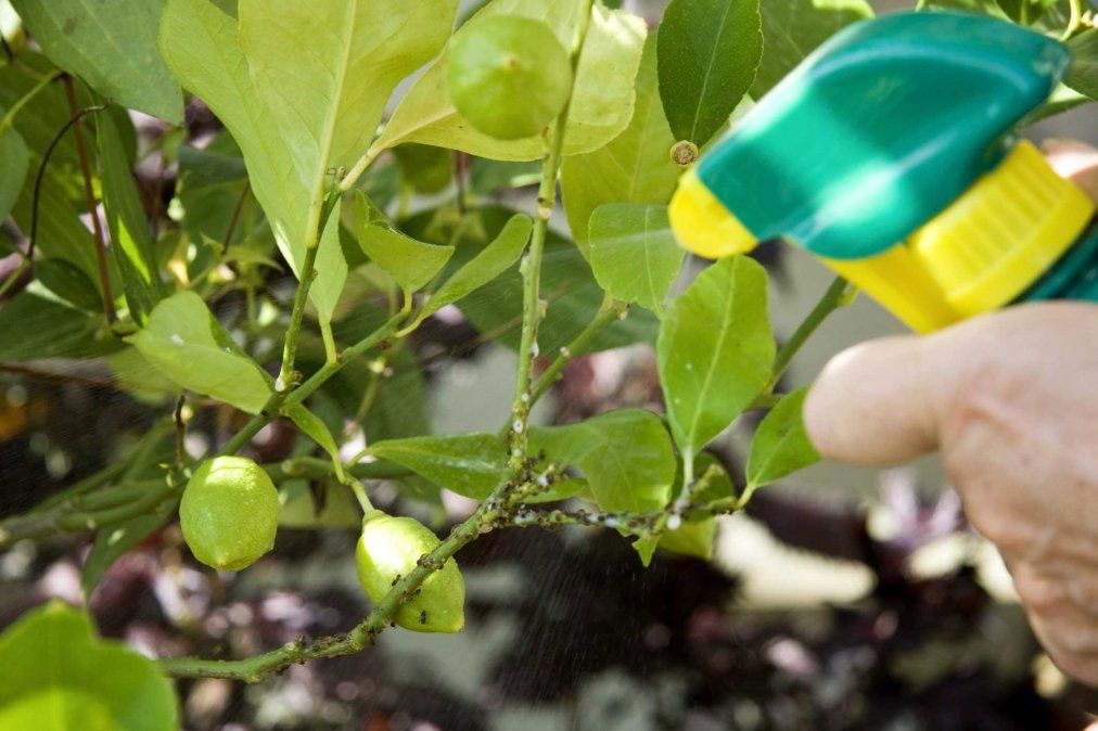 Las plantas tienen algunos enemigos que debemos conocer y ayudarlas a enfrentar