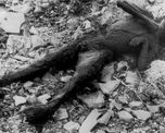 71 anos despues , identificaron al nino carbonizado de nagasaki 71 anos despues , identificaron al nino carbonizado de nagasaki