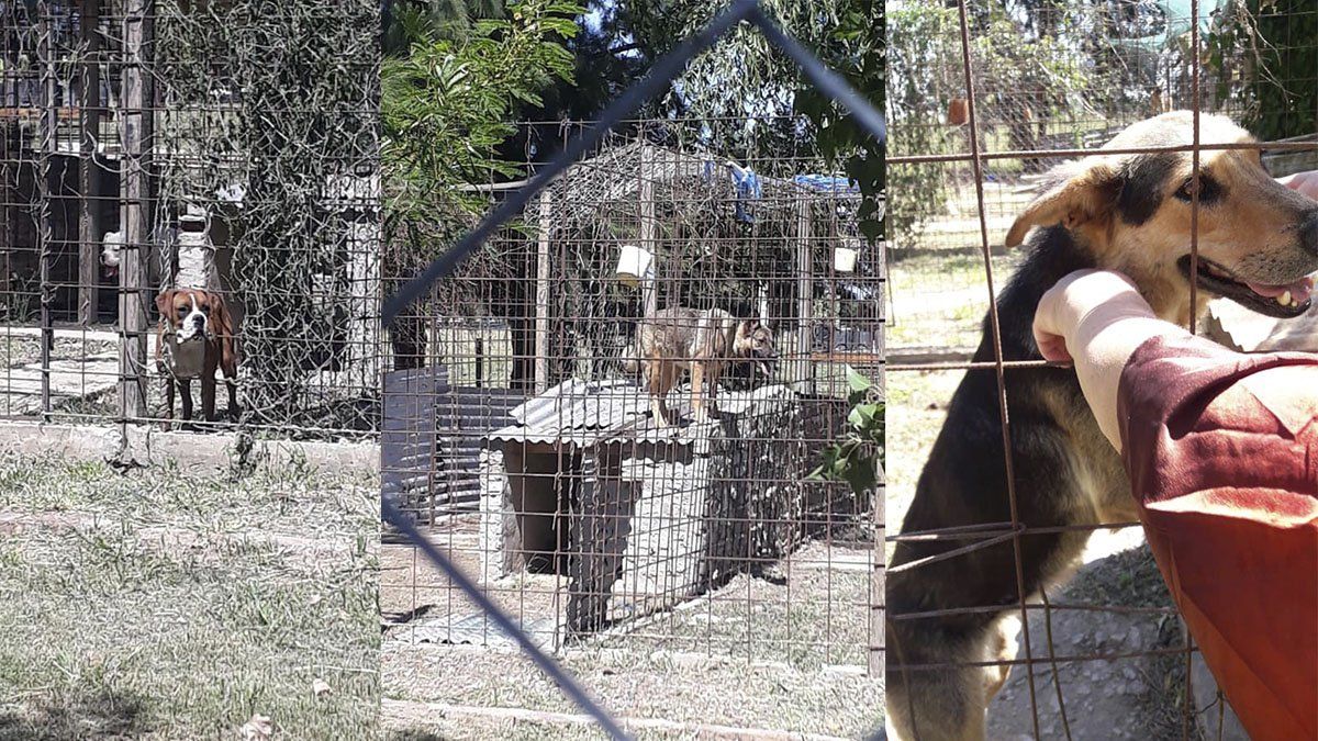 Los perros involucrados en la causa Diego Román siguen alojados en patios de comisarías y hogares de tránsito.