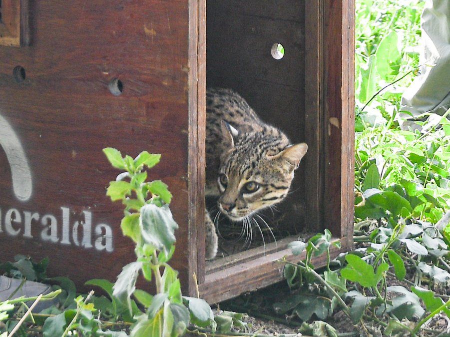 El gato montés a punto de ser liberado.