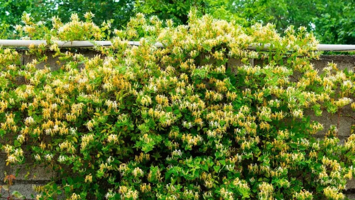 La Madreselva japonesa es una de las trepadoras más veloces del catálogo botánico, capaz de tapar cercos divisorios en tiempo récord. La Madreselva japonesa es una de las trepadoras más veloces del catálogo botánico, capaz de tapar cercos divisorios en tiempo récord.