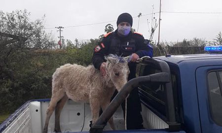 Rescate de una potranca en malas condiciones de salud, procedimiento del que participaron la sección Ecológica de la Policía y personal de IMUSA. Rescate de una potranca en malas condiciones de salud, procedimiento del que participaron la sección Ecológica de la Policía y personal de IMUSA.