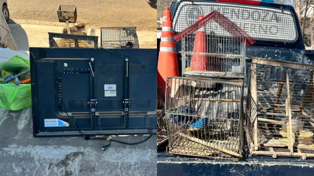 El delincuente fue detenido tras caer de los techos cuando intentaba escapar con un botín de electrodomésticos y aves silvestres. El delincuente fue detenido tras caer de los techos cuando intentaba escapar con un botín de electrodomésticos y aves silvestres.