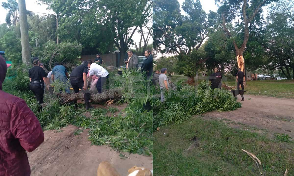 Una mujer de 45 años que caminaba por la calle Estrella Federal fue aplastada por una rama en Sauce Viejo