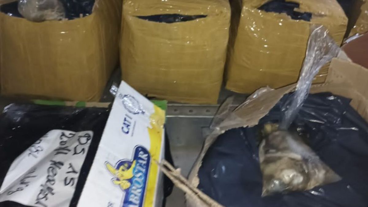 El Senasa decomisó 600 kilogramos de pulpa de ostras en un colectivo